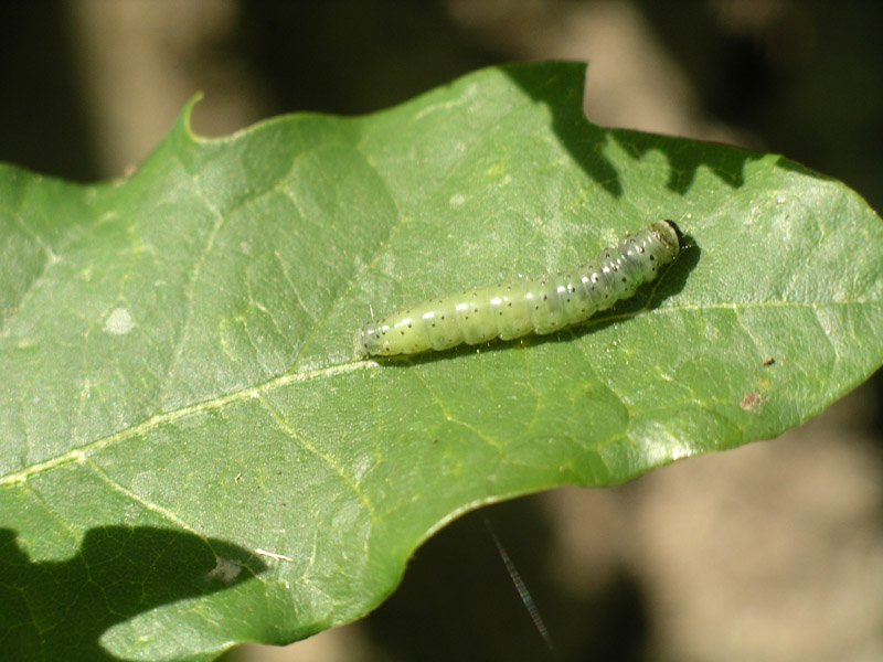 Bruchi di Tortrix viridiana?